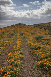 poppies at peridot arizona
