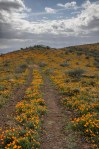 poppies at peridot arizona