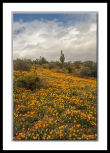 Carpet of mexican gold poppies near Peridot, Arizona in the San Carlos Indian Reservation.