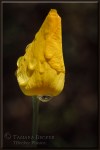 poppy with dew drops and reflection