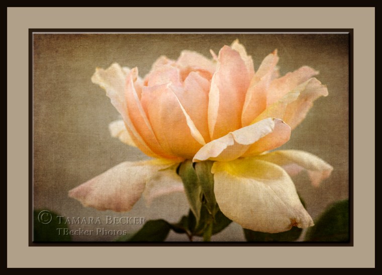 Peach Rose with layers of textured added during post processing.