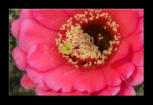 pink-cactus-flower-9427