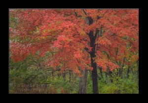 Red Maple Tree on a cloudy day at Saunders Park