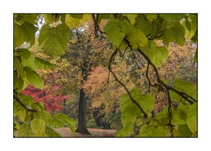 A view through the leaves at Saunders Park in Mt. Pleasant, Iowa