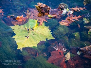 large-leaf-creek-autumn-6852