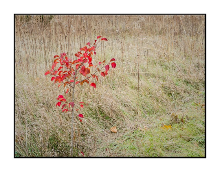 The before image of the small tree with red leaves.