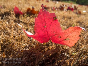red-maple-leaf-6843