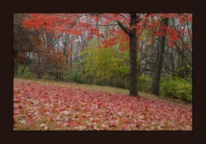 Brilliant red maple tree on a foggy morning at Saunders Park in Mt. Pleasant, Iowa