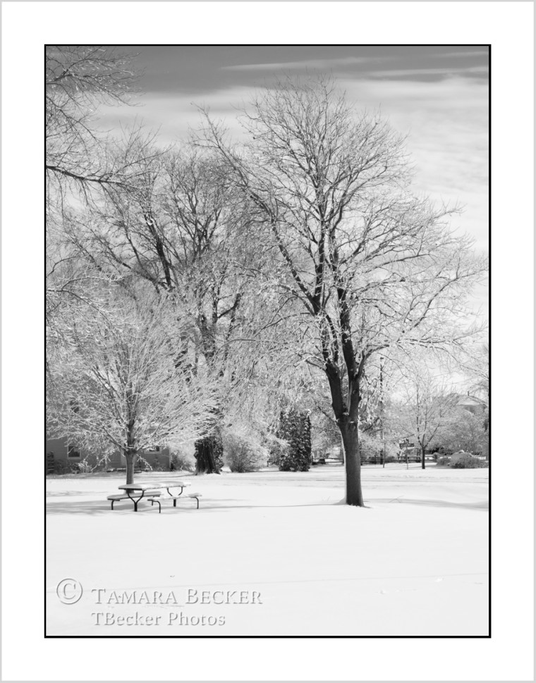 snow-trees-winter-6993