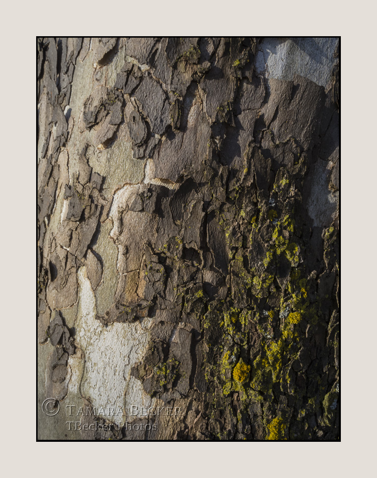 tree-bark-texture-6905