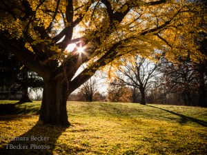 yellow-leaves-tree-autumn-6879