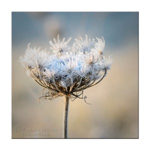 queen annes lace-frost-2720