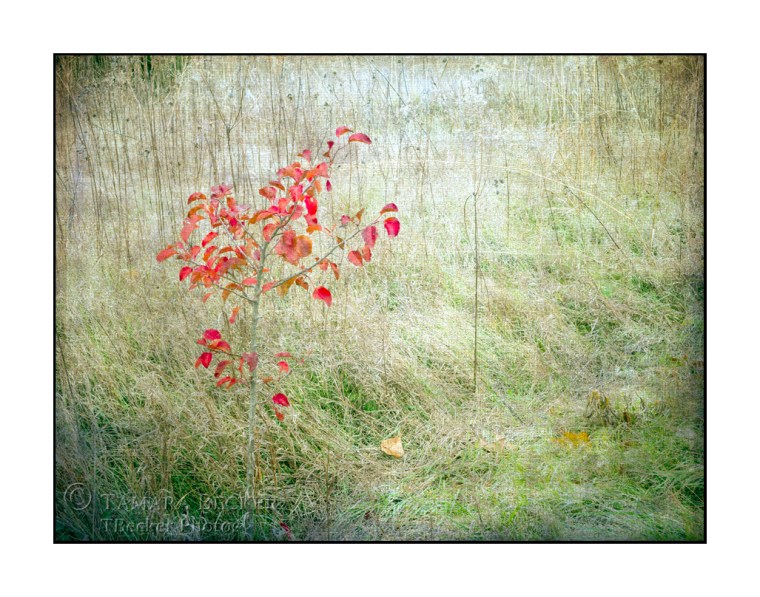 The after image with multiple layers of texture added during post processing.