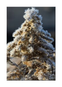 wildflowers-frost-2756