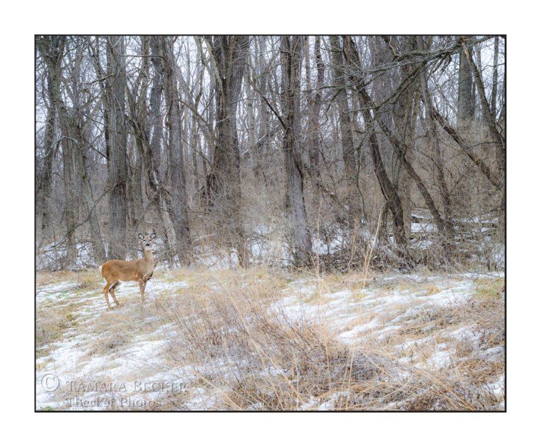 A doe foraging alongside the road in Lacey Keosauqua State Park.