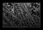 ice-crystals-window-winter-4188