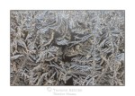 ice-crystals-winter-4234