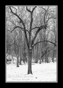 winter-snow-woods-tree-3902