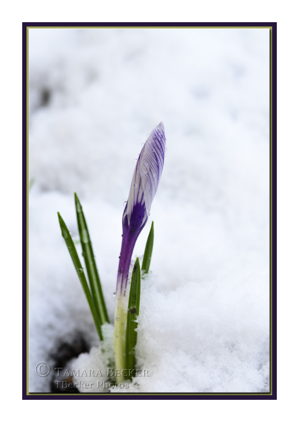 crocus-snow-TJB4933