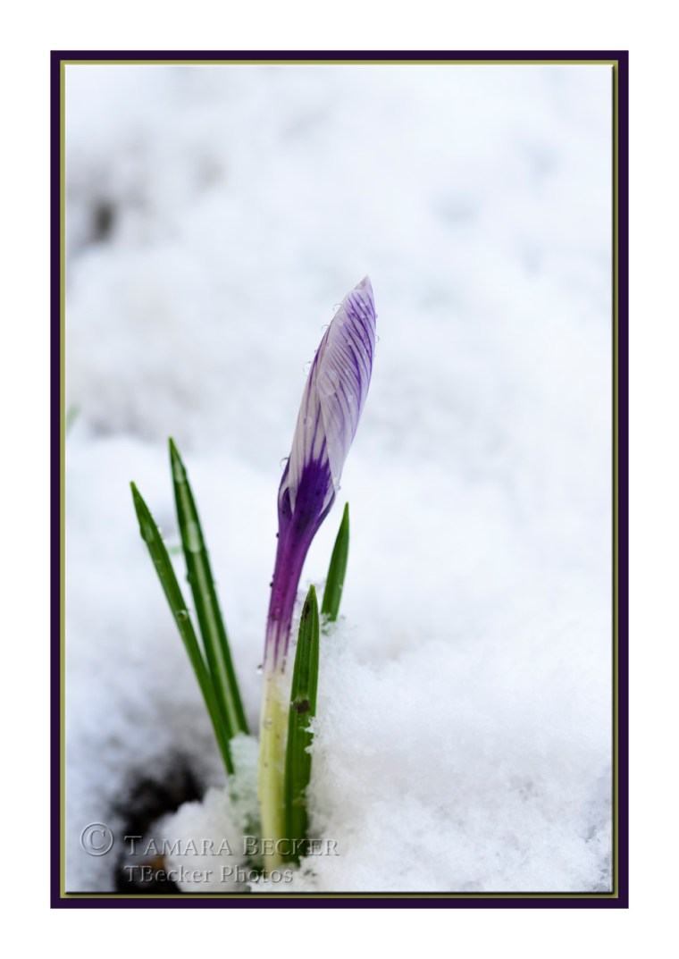 crocus-snow-TJB4933