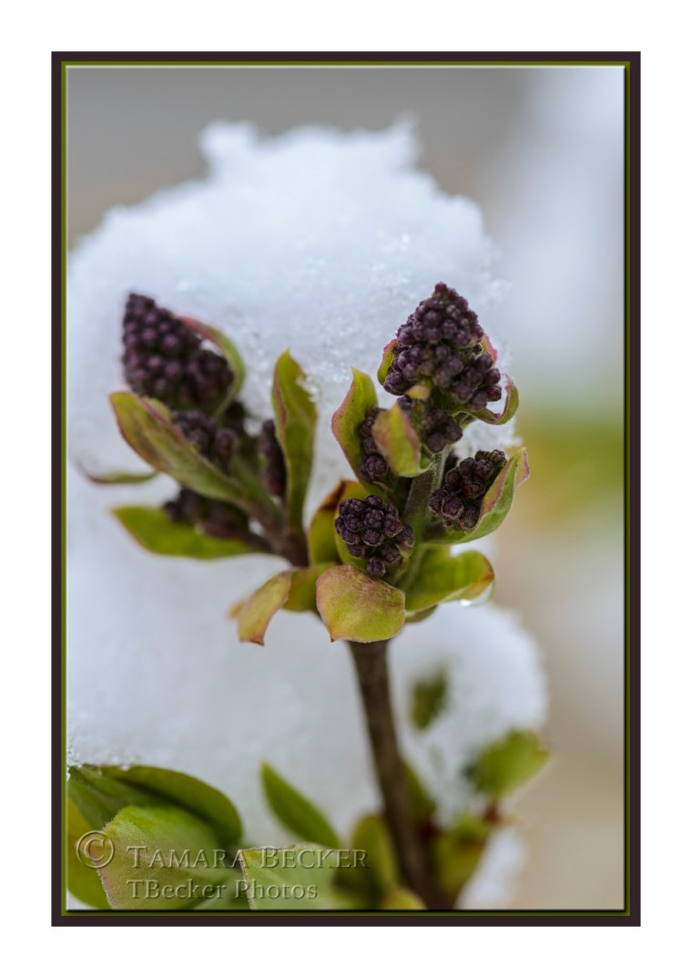 lilacs-snow-TJB5017