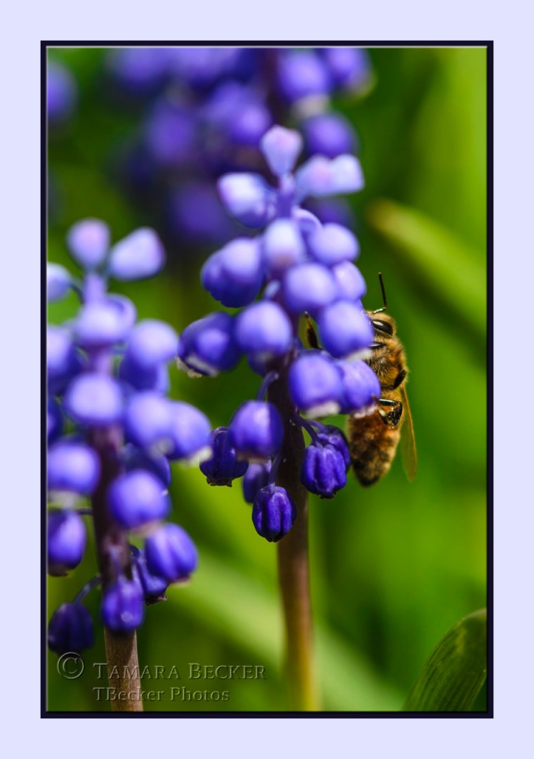 grape hyacinth with honey bee