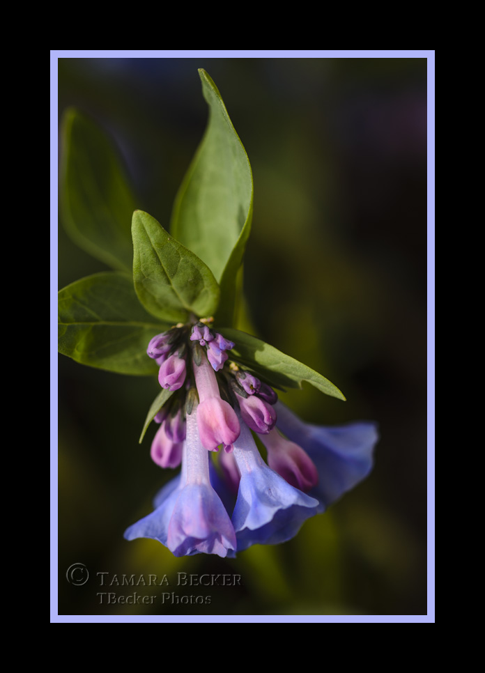 virginia-bluebells-wildflowers-midwest-5773