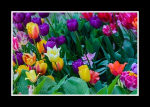 tulips-pella-flowers-spring-5834