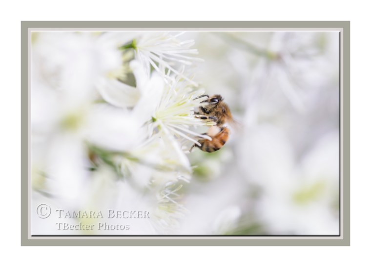 bee-sweet-autumn-clematis-0272