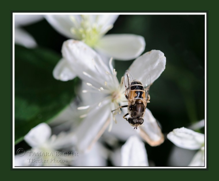 bee-sweet-autumn-clematis-0286