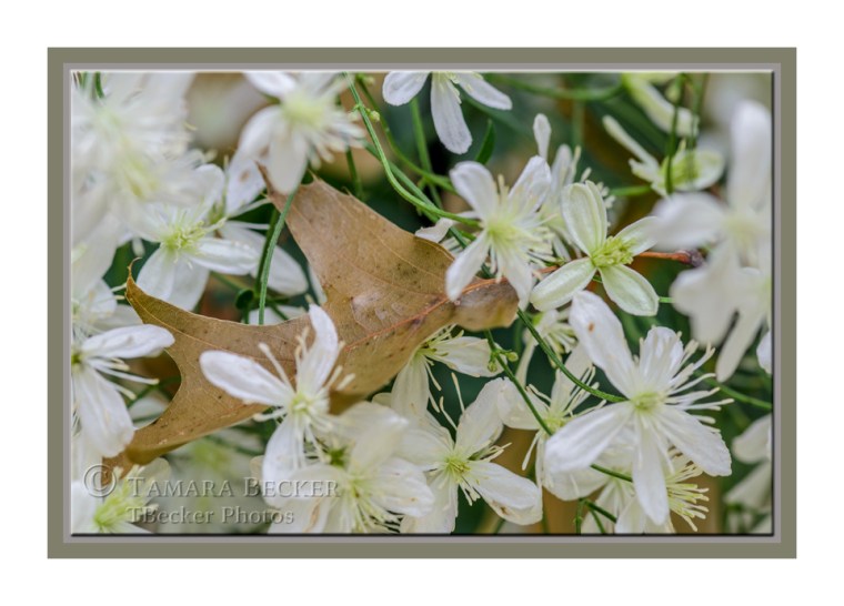 oak-leaf-sweet-autumn-clematis-0269