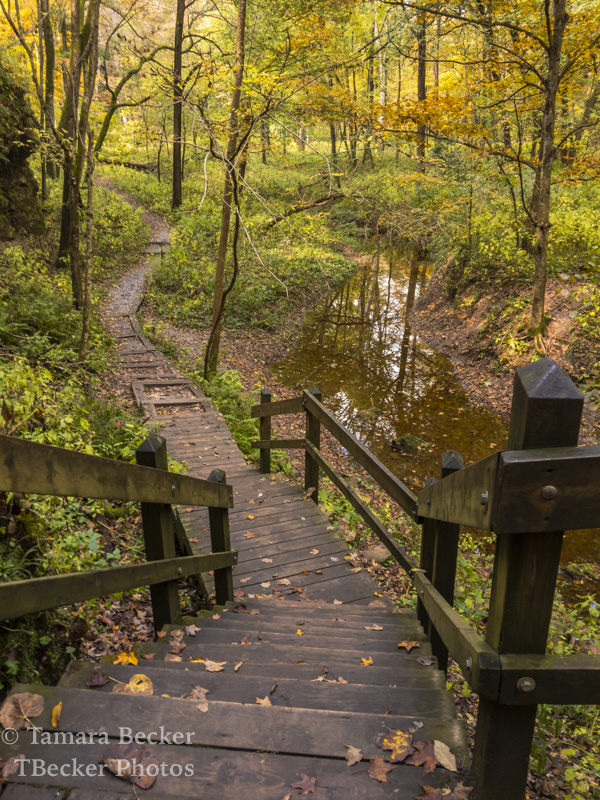The view along one of the trails with the wooden path and stairs looking into the woods at Maquoketa Caves State Park.