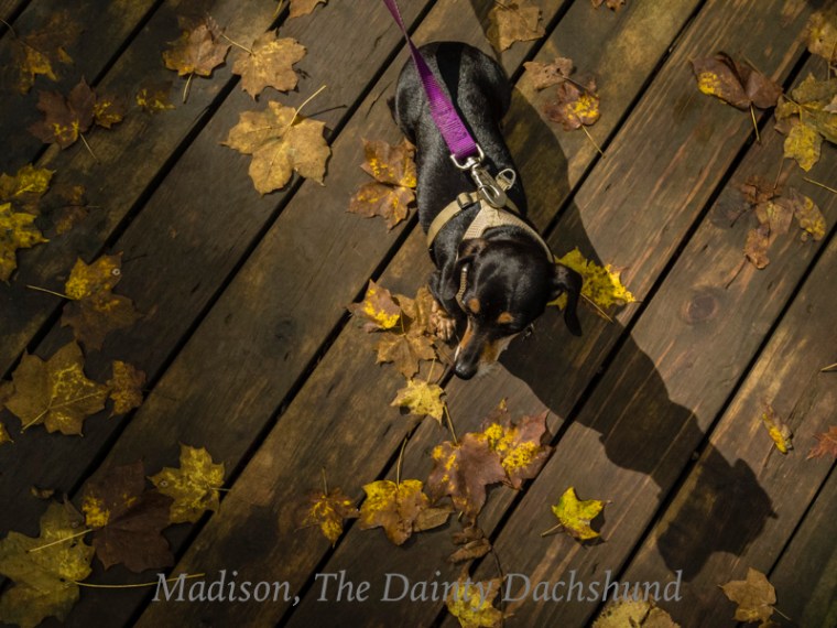 Madison, The Dainty Dachshund in the beautiful warm autumnal light at Maquoketa Caves State Park.