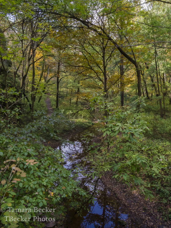The dense woods at Maquoketa Caves State Park.