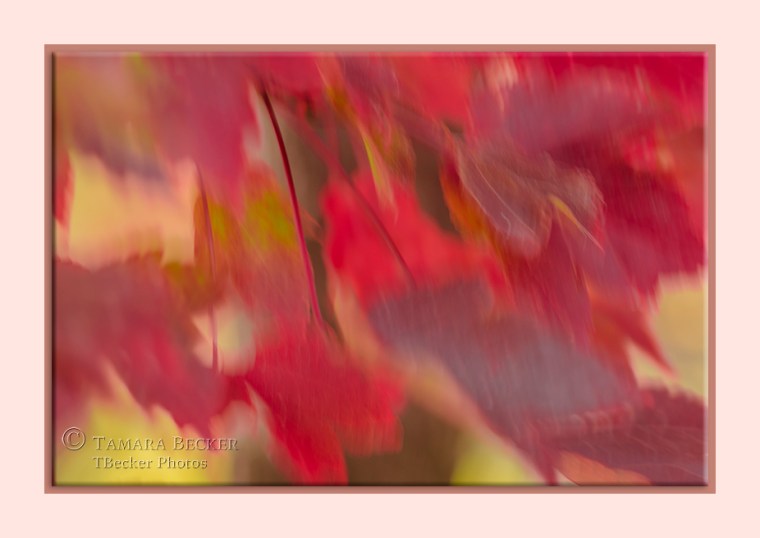 Red maple leaves blowing in the wind
