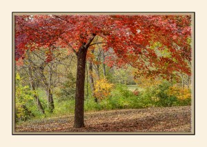 Red maple tree at Saunders Park, Mt. Pleasant, Iowa