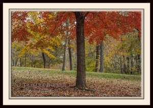 Red maple tree at Saunders Park, Mt. Pleasant, Iowa
