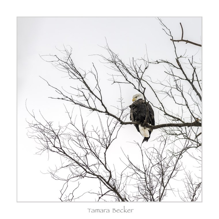 Bald Eagle - Keokuk, Iowa