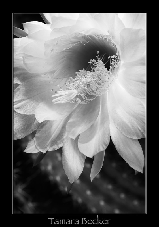 The stunning Echinopsis candican night blooming cactus flower.